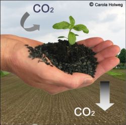 Bodenverbesserung durch Biokohle